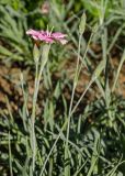 род Dianthus