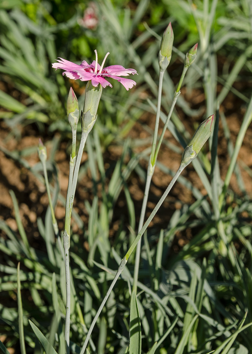 Изображение особи род Dianthus.