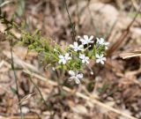 Plumbago zeylanica