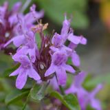 род Thymus