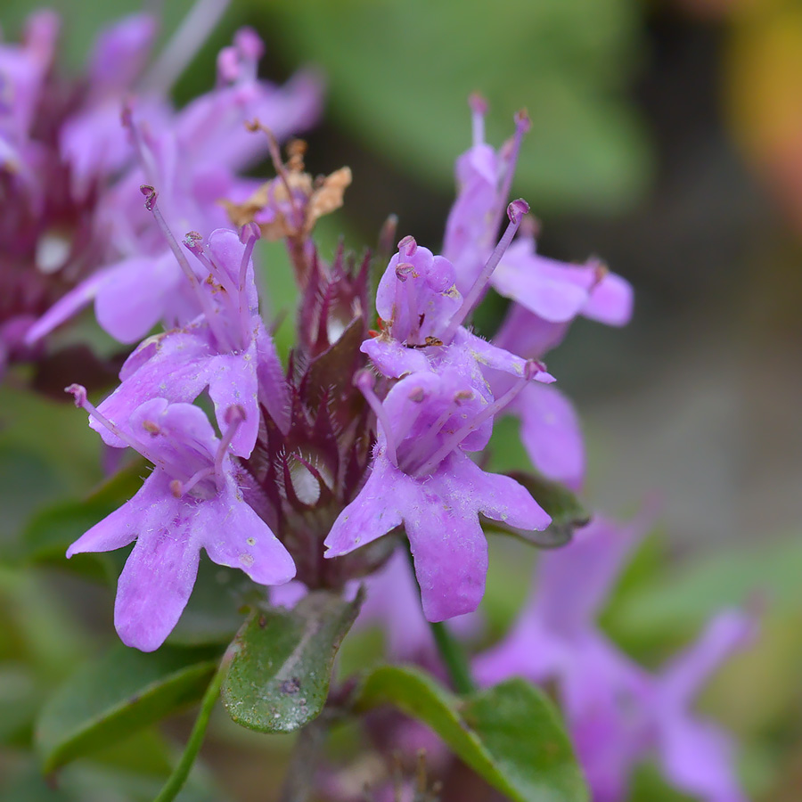 Изображение особи род Thymus.