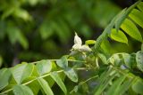 Juglans cinerea
