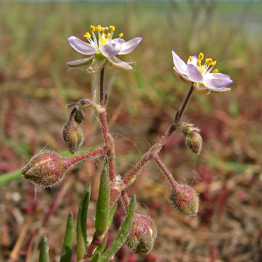 Image of Spergularia media specimen.