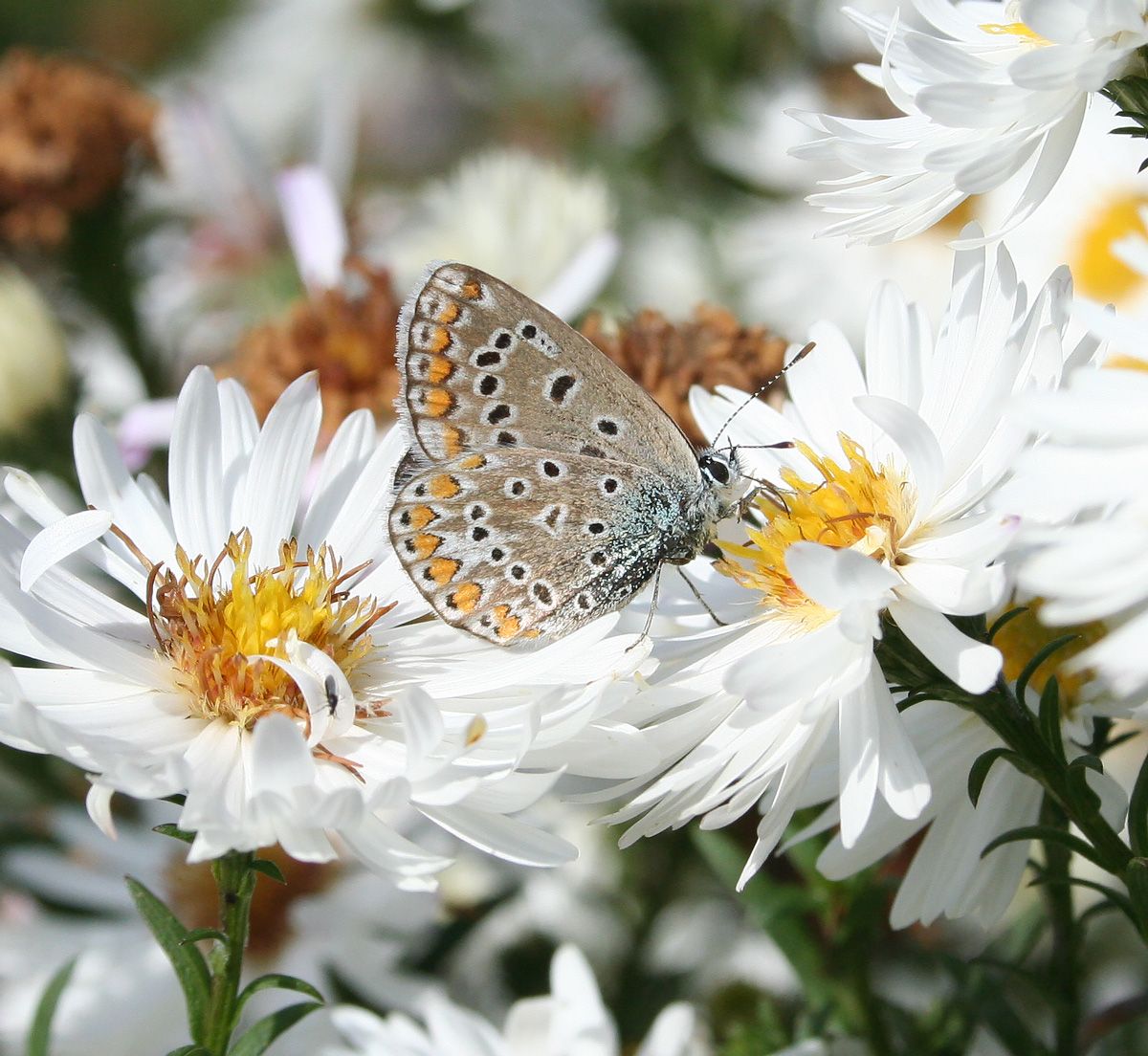 Изображение особи Symphyotrichum &times; versicolor.