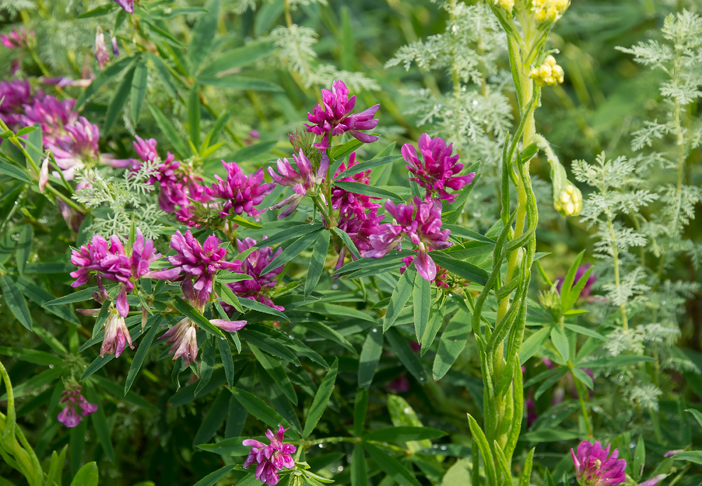 Image of Trifolium lupinaster specimen.