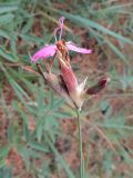 Dianthus borbasii