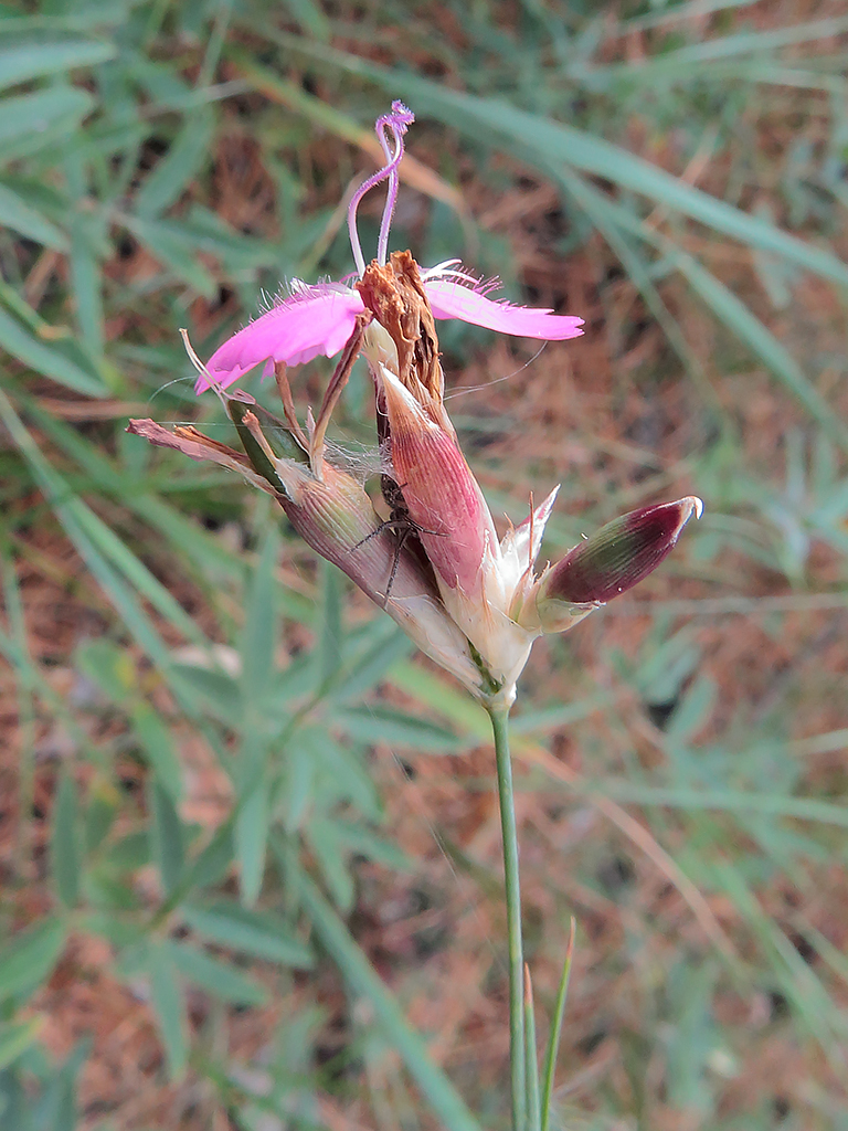 Изображение особи Dianthus borbasii.