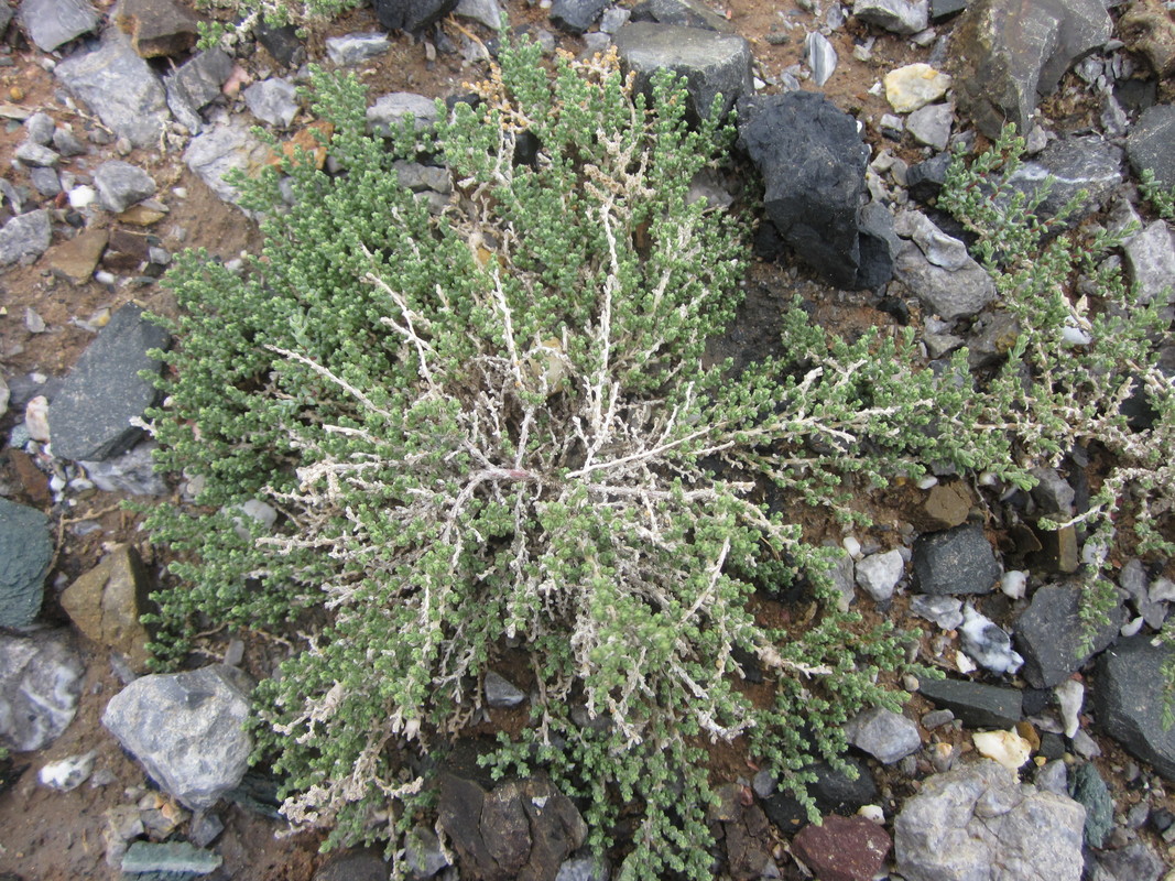 Image of Kalidium juniperinum specimen.