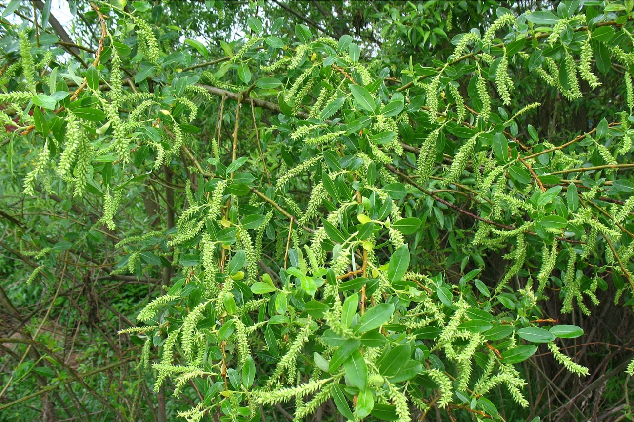 Изображение особи Salix triandra.
