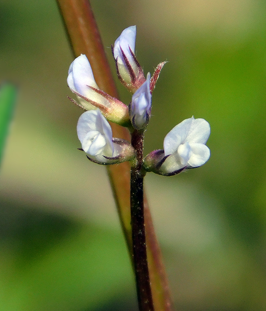 Image of Vicia hirsuta specimen.