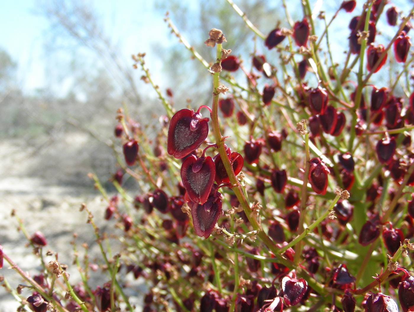 Image of Rheum tataricum specimen.