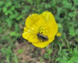 genus Ranunculus