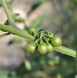 Solanum nigrum