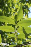 Fraxinus pennsylvanica