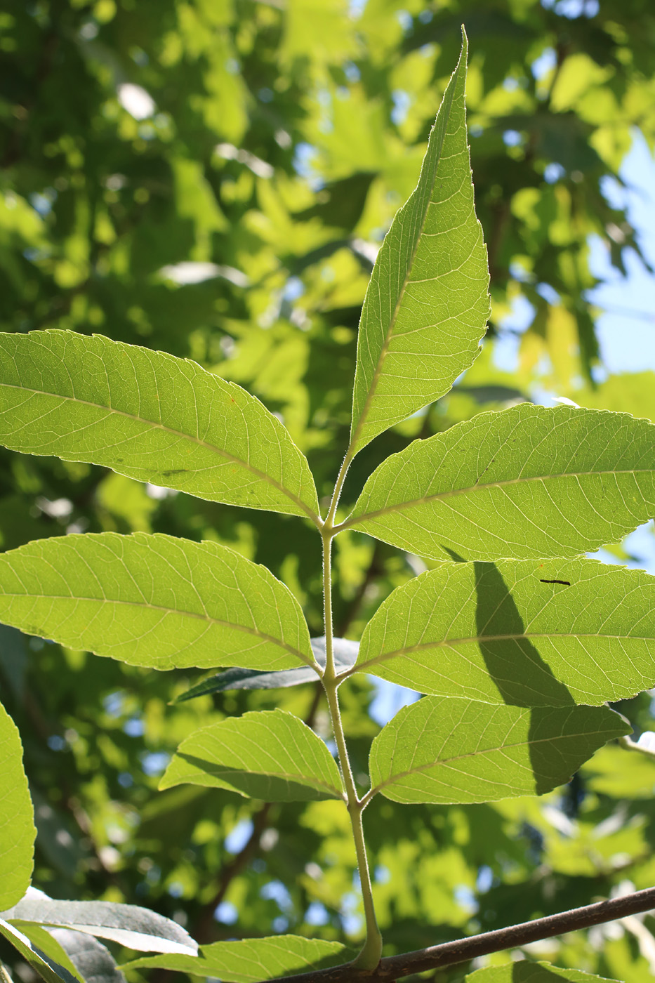 Image of Fraxinus pennsylvanica specimen.