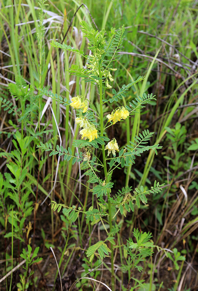 Изображение особи Astragalus chinensis.