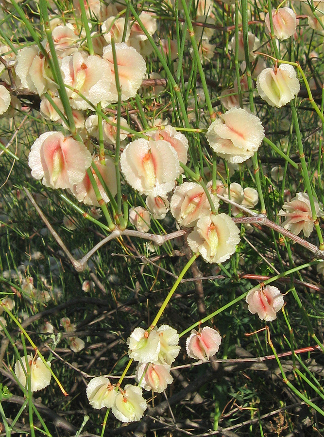 Изображение особи Calligonum aphyllum.