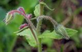 Borago officinalis