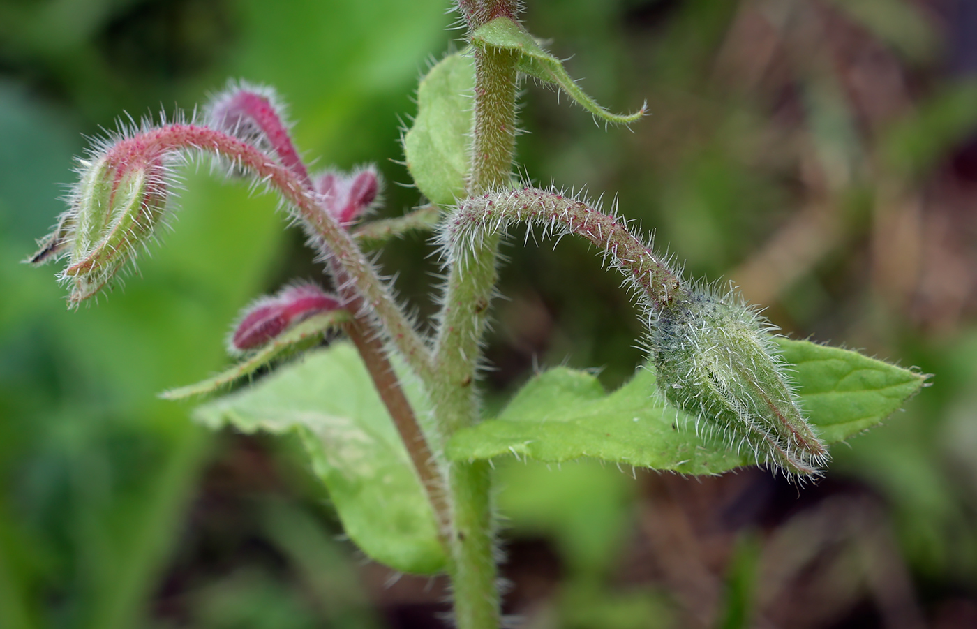 Изображение особи Borago officinalis.