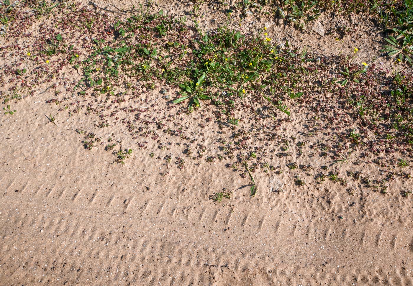 Image of Polycarpon succulentum specimen.