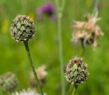 Centaurea scabiosa. Верхушки побегов с развивающимися соцветиями. Пермский край, Кунгурский р-н, левый берег р. Шаква в р-не моста на Рыжково, разнотравный луг. 27 июля 2019 г.