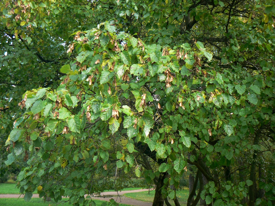 Image of Acer tataricum specimen.