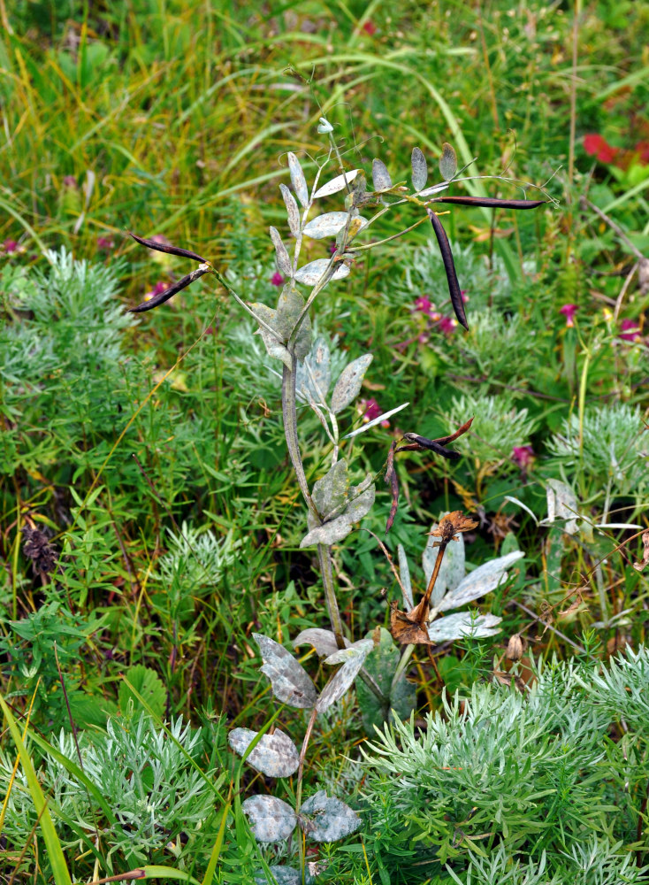 Изображение особи Lathyrus pisiformis.