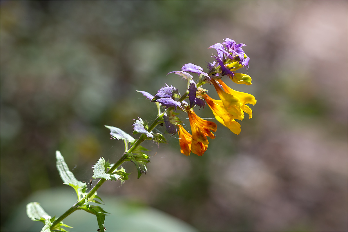 Image of Melampyrum nemorosum specimen.