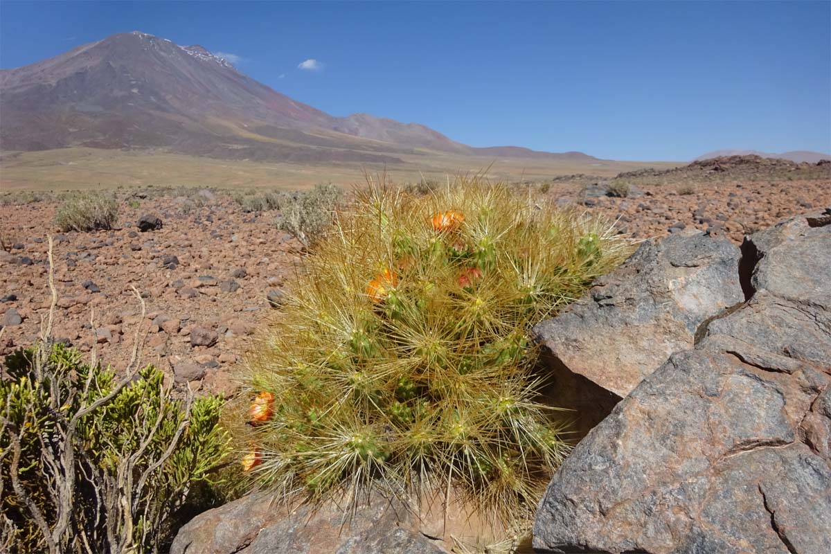 Изображение особи Cumulopuntia boliviana.