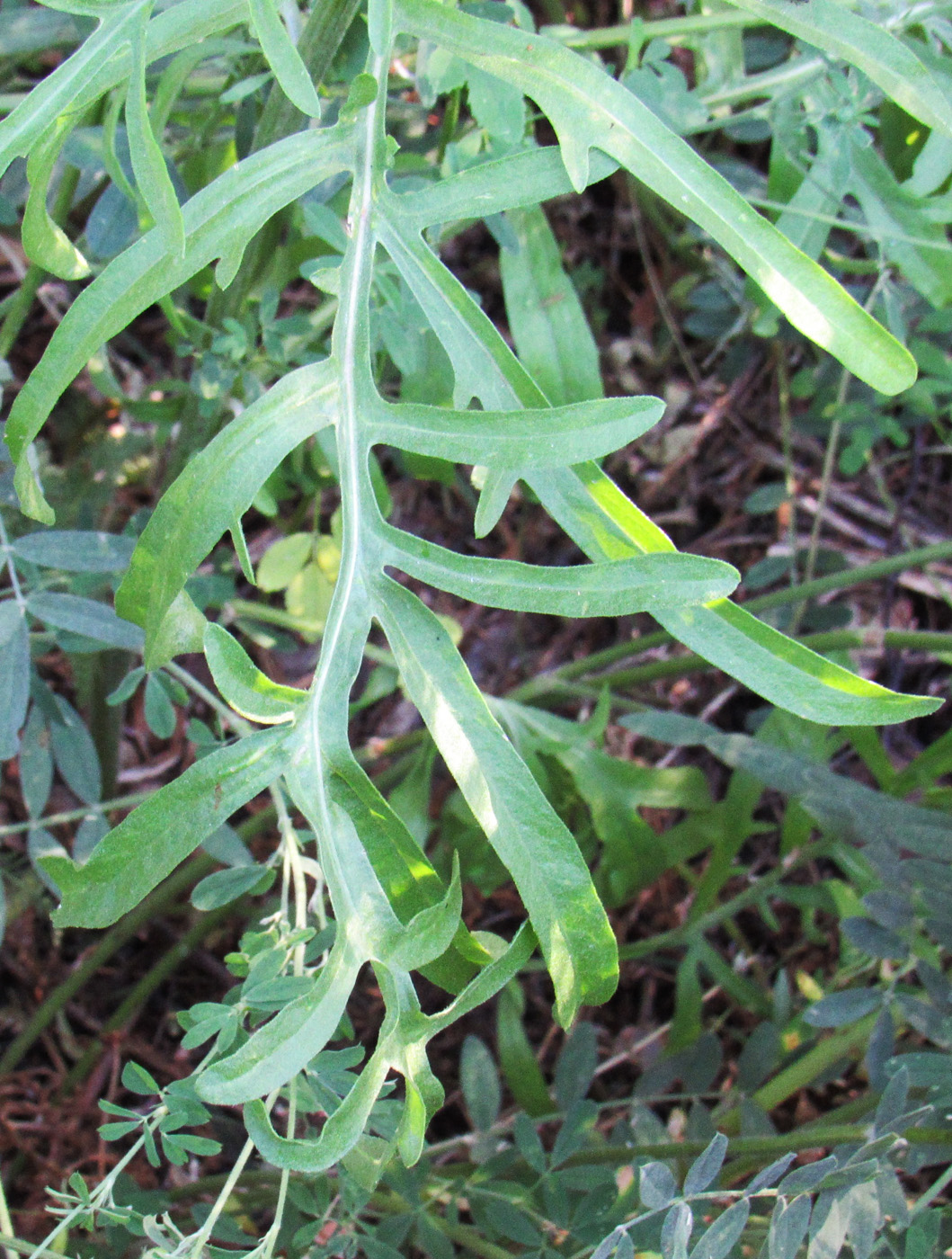 Image of Centaurea scabiosa specimen.