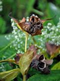 род Helleborus. Верхушка побега с раскрывшимися плодами. Сербия, национальный парк Тара, плоскогорье Равна Тара, западный берег оз. Заовине, луг на опушке смешанного леса. 11.07.2019.