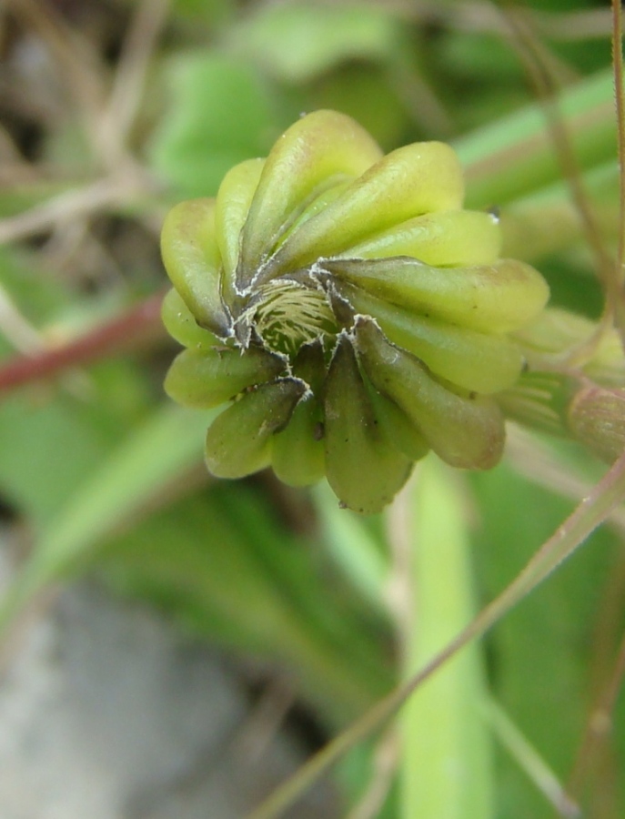 Image of Hedypnois cretica specimen.