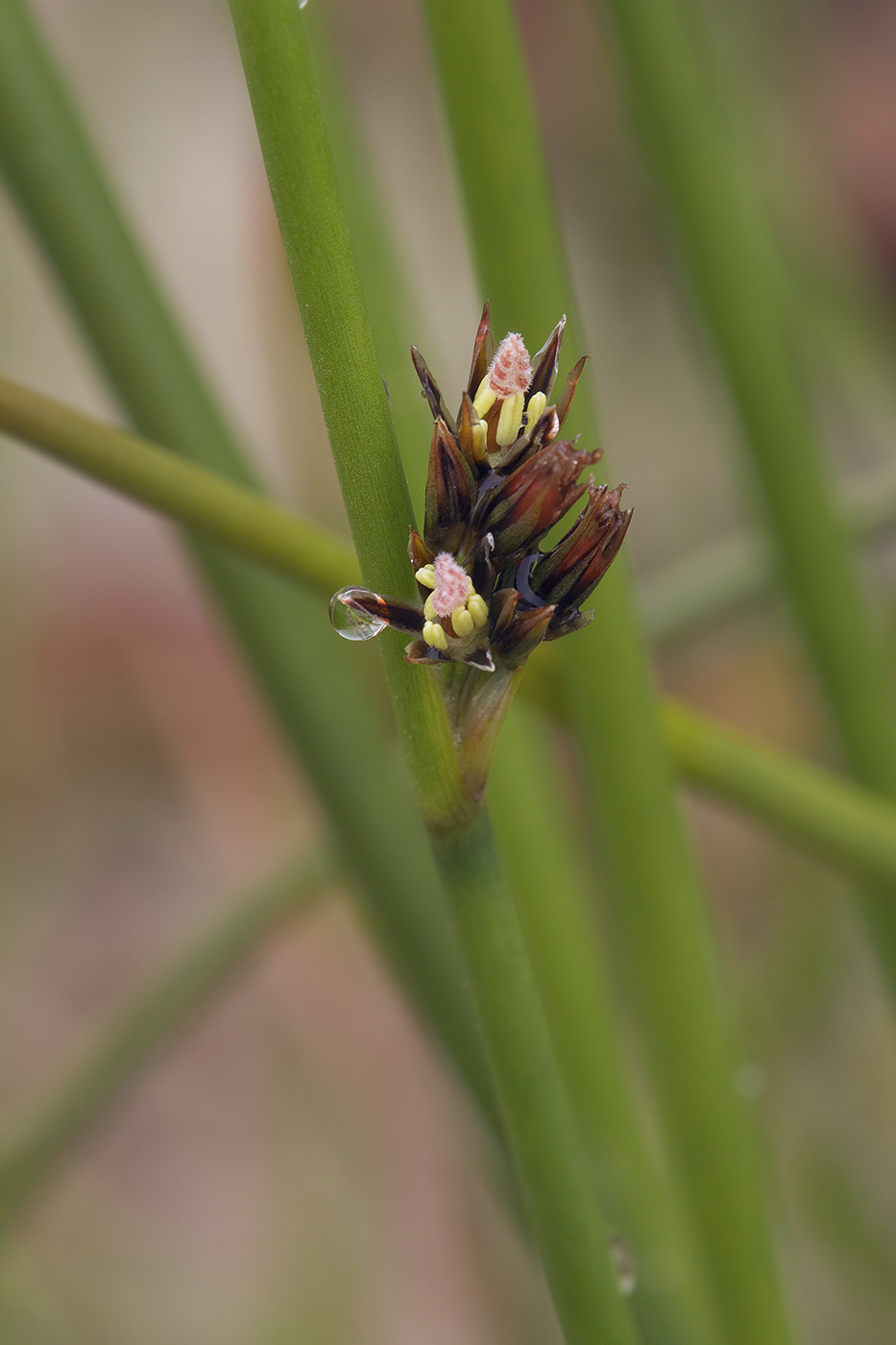 Изображение особи Juncus haenkei.