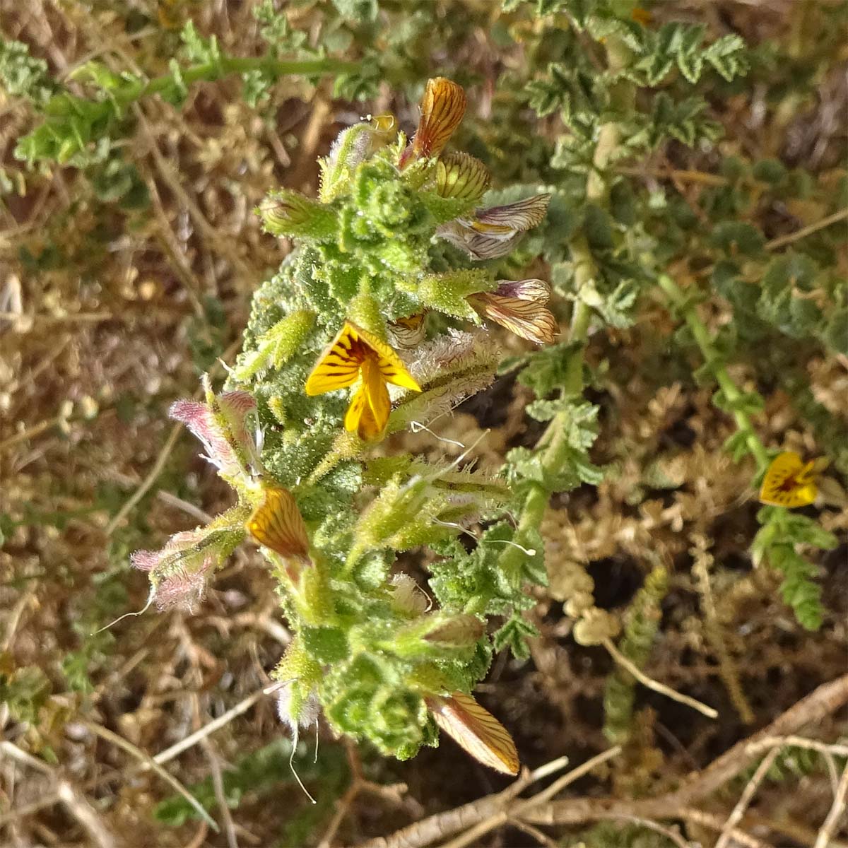 Image of Adesmia atacamensis specimen.