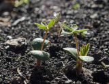 Lupinus &times; regalis