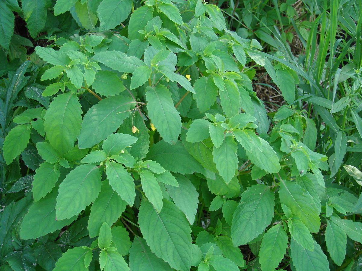 Изображение особи Impatiens noli-tangere.