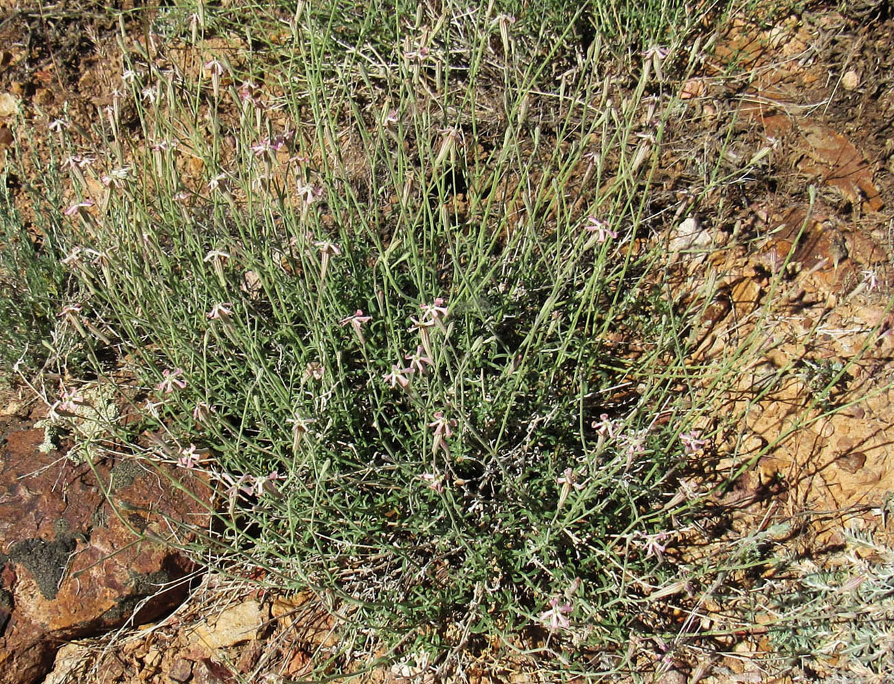 Изображение особи Silene fruticulosa.