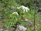 Atragene sibirica. Побеги с цветками. Кыргызстан, Иссык-Кульский р-н, Григорьевское ущелье, на пологом склоне. 31.05.2019.
