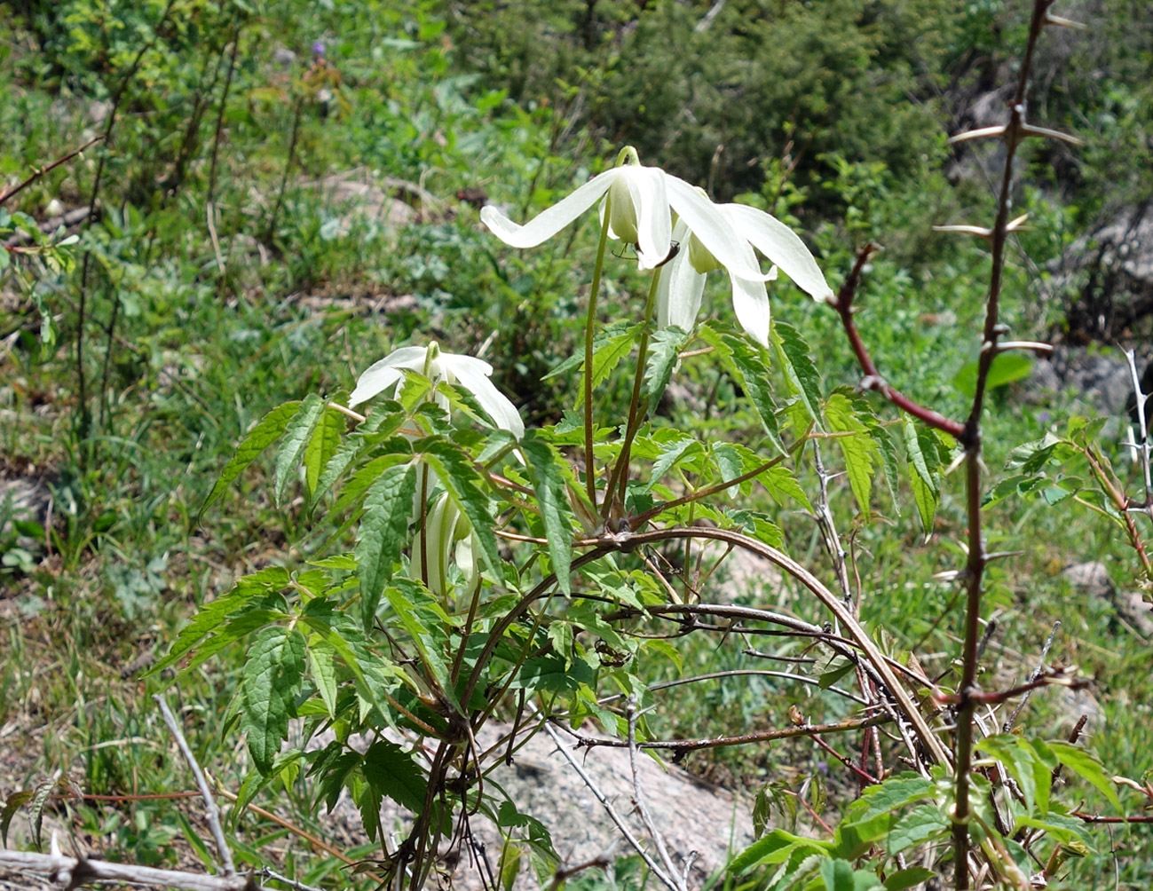 Image of Atragene sibirica specimen.