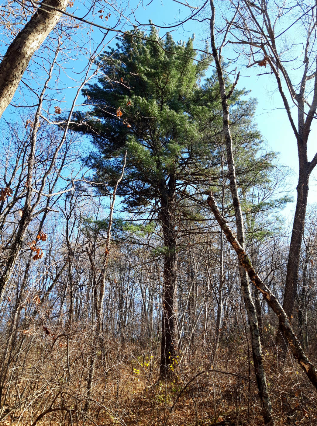 Image of Pinus koraiensis specimen.