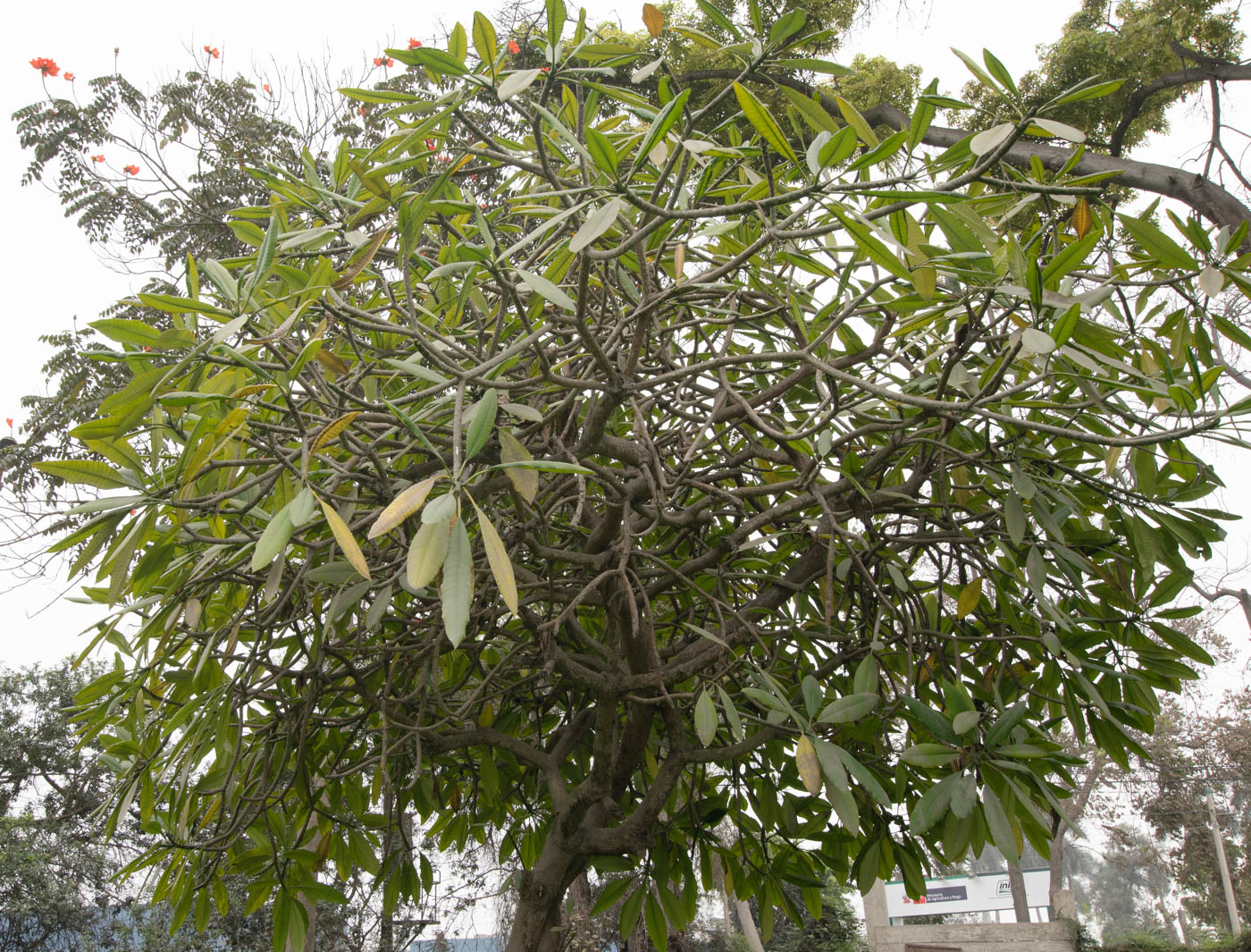 Image of Plumeria alba specimen.