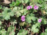 Geranium molle