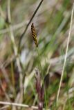 Carex dioica