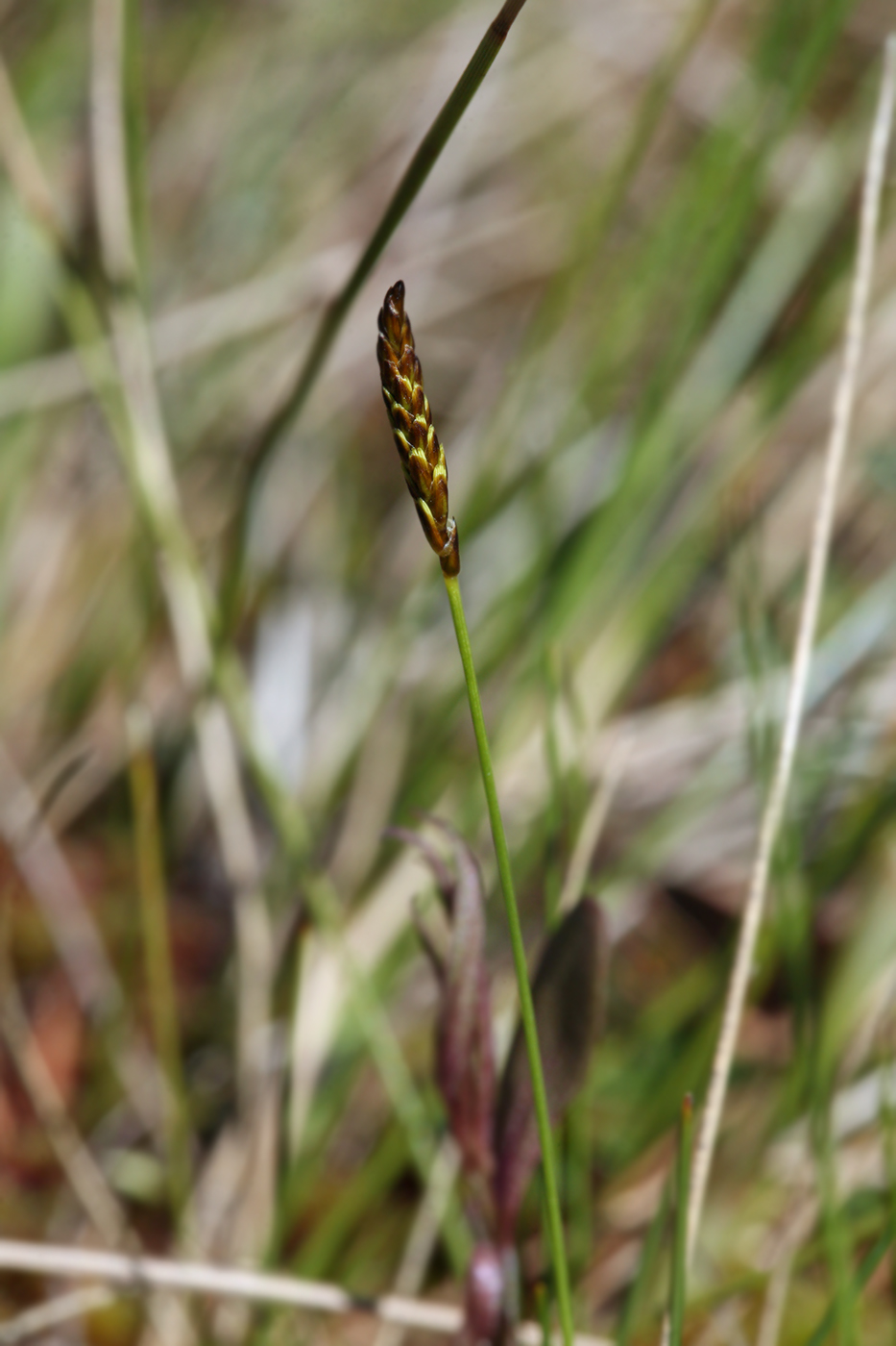 Изображение особи Carex dioica.