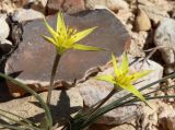 Gagea reticulata. Цветущее растение. Израиль, окр. г. Арад, каменистая пустыня (на самом деле опустыненная фригана). 03.03.2020.