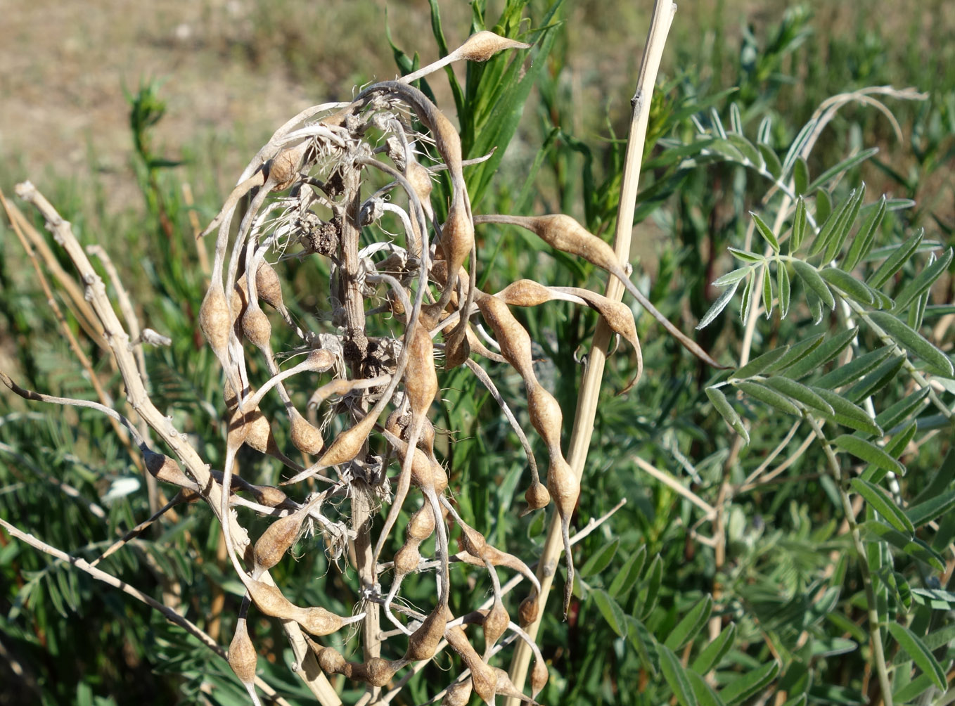 Изображение особи Pseudosophora alopecuroides.