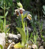 Ophrys umbilicata