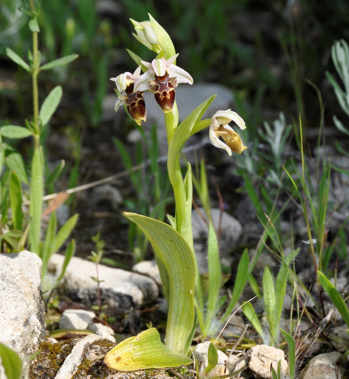 Image of Ophrys umbilicata specimen.