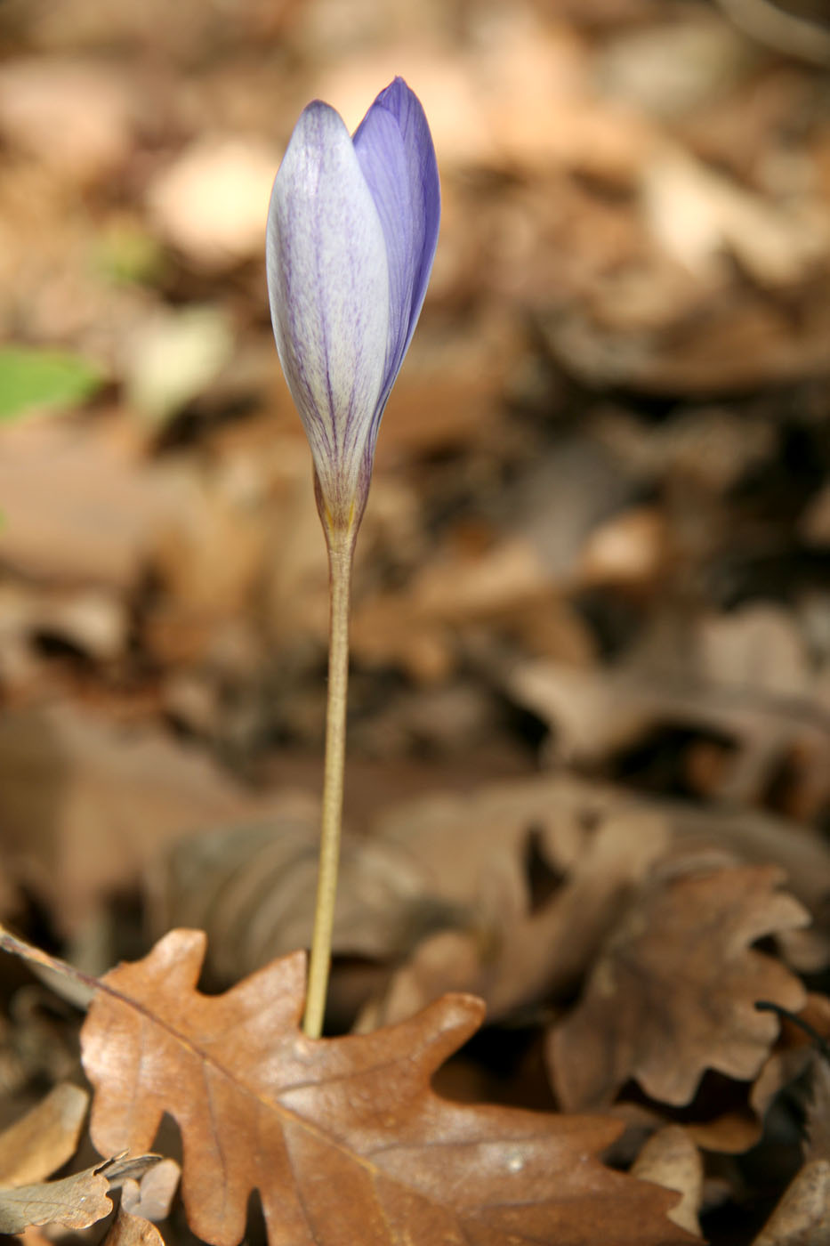 Image of Crocus speciosus specimen.