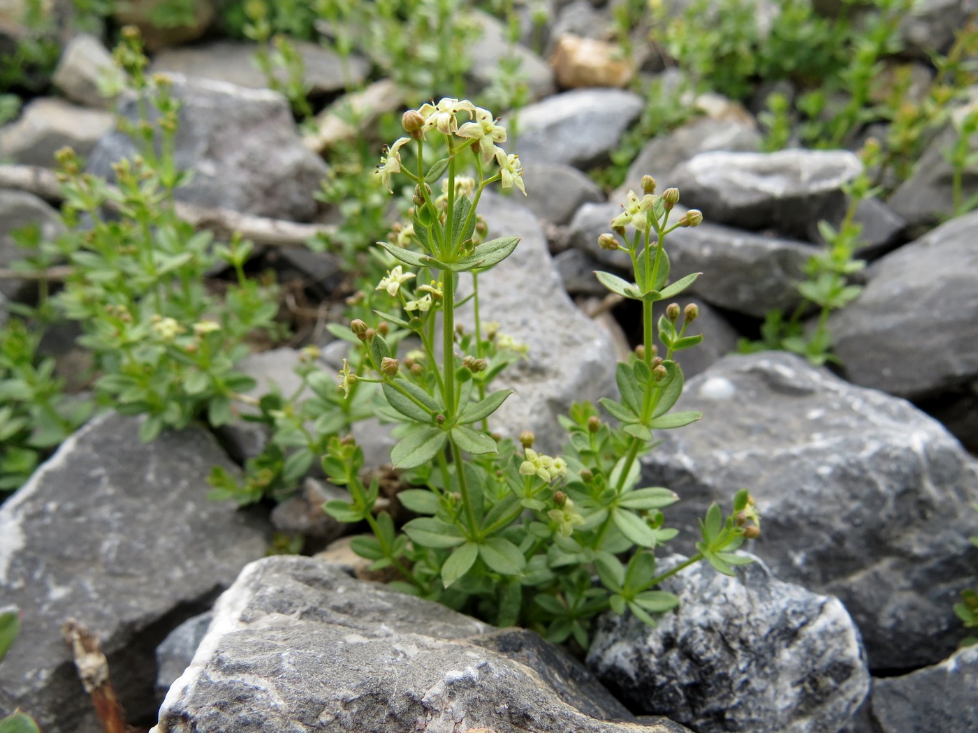 Изображение особи Galium tianschanicum.